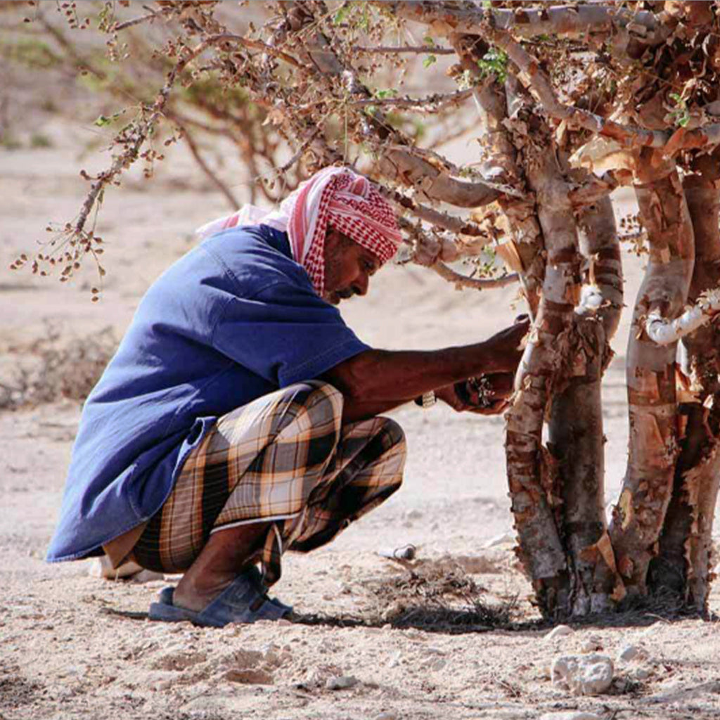 A farmer harvesting myrrh resin from commiphora erythraea